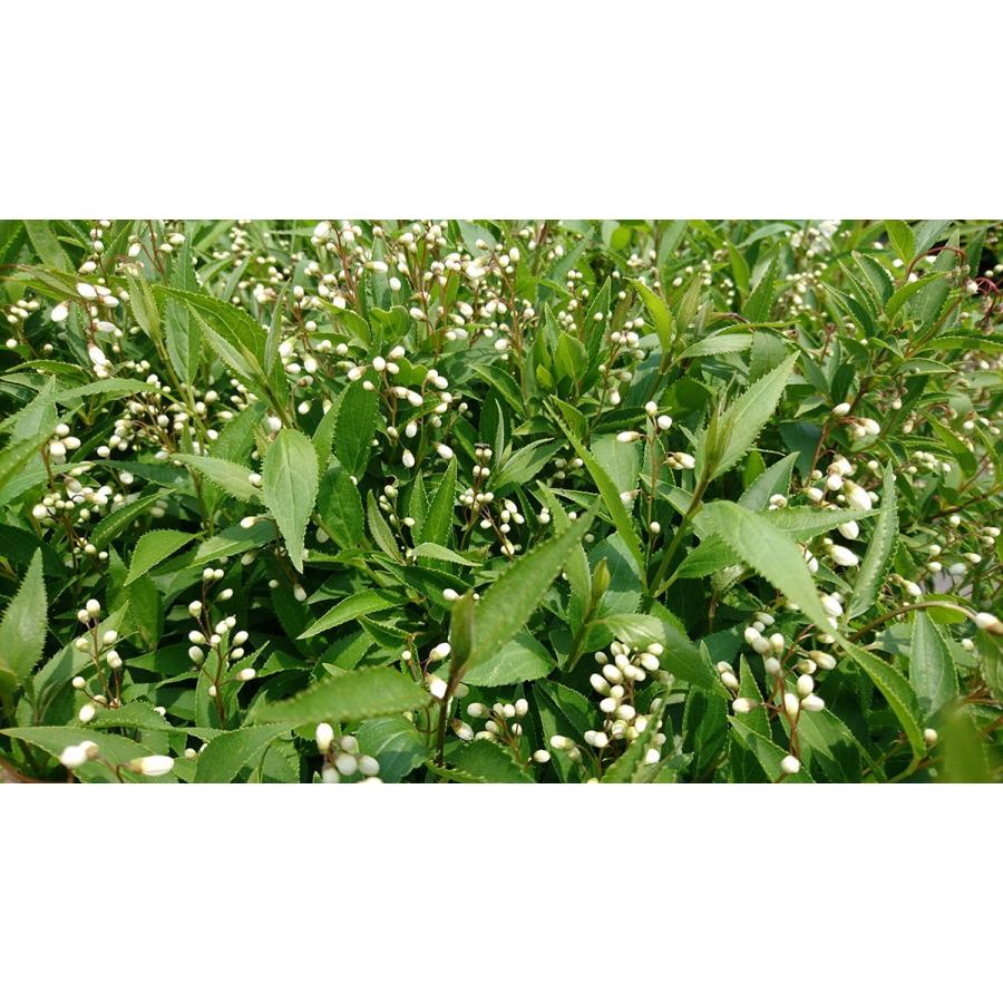 ヒメウツギ 1ポット 姫空木 白い純白の花 成長が遅い 苗 Himeutugi1 Get Plants 通販 Yahoo ショッピング