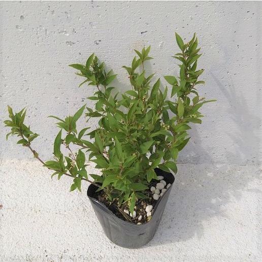 ヒメウツギ 1ポット 姫空木 白い純白の花 成長が遅い 苗 ガーデニング 寄せ植え Himeutugi1 Get Plants 通販 Yahoo ショッピング