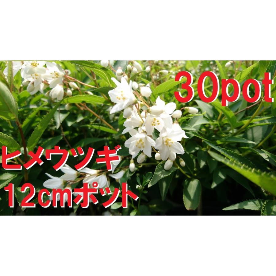 ヒメウツギ 30ポットセット 姫空木 白い純白の花 成長が遅い 苗 レビューを書いて特典get Himeutugi30 Get Plants 通販 Yahoo ショッピング