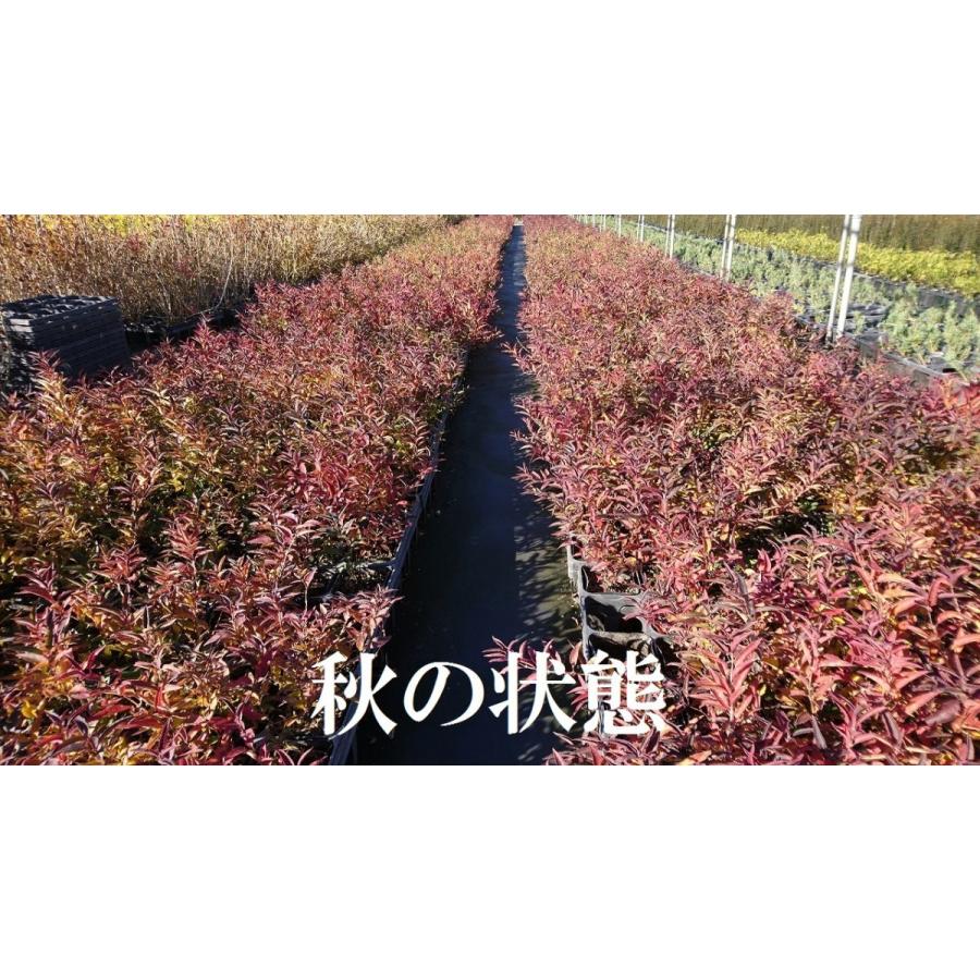 ヒメウツギ 30ポットセット 姫空木 白い純白の花 成長が遅い 苗 ガーデニング 寄せ植え Himeutugi30 Get Plants 通販 Yahoo ショッピング