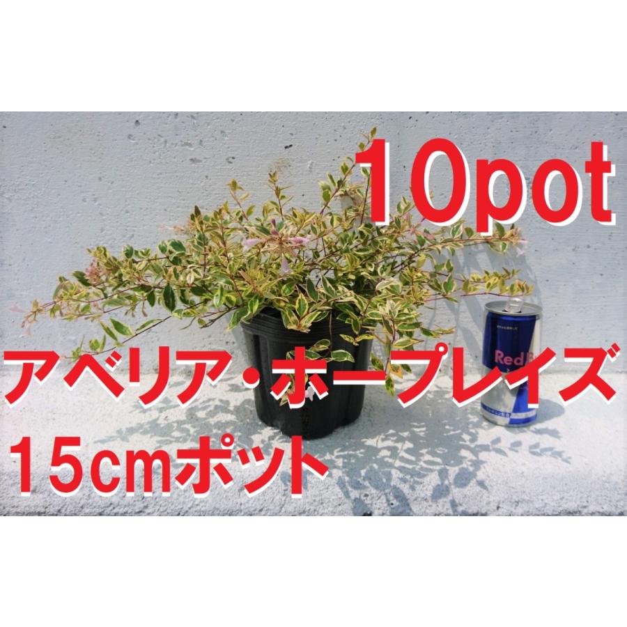 アベリア　ホープレイズ　10ポットセット　成長が遅い　色鮮やかなカラーリーフ　苗　ガーデニング　寄せ植えに