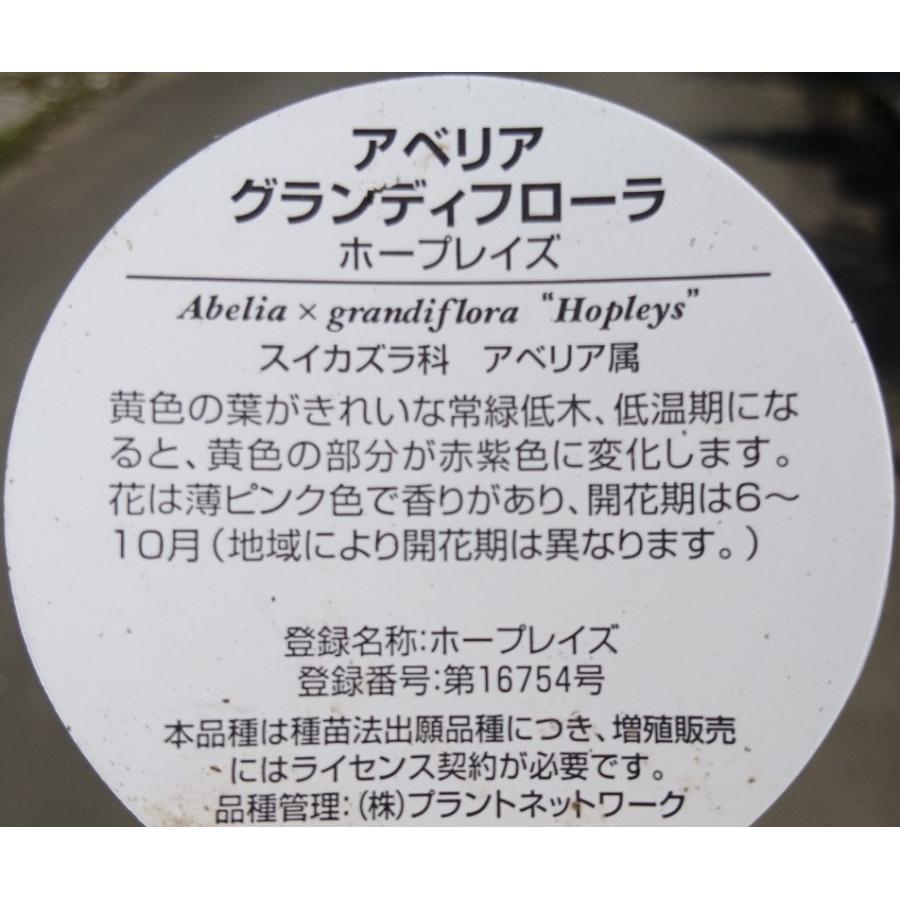 アベリア ホープレイズ 1ポット 成長が遅い 色鮮やかなカラーリーフ 苗 ガーデニング 寄せ植えに Hope1 Get Plants 通販 Yahoo ショッピング