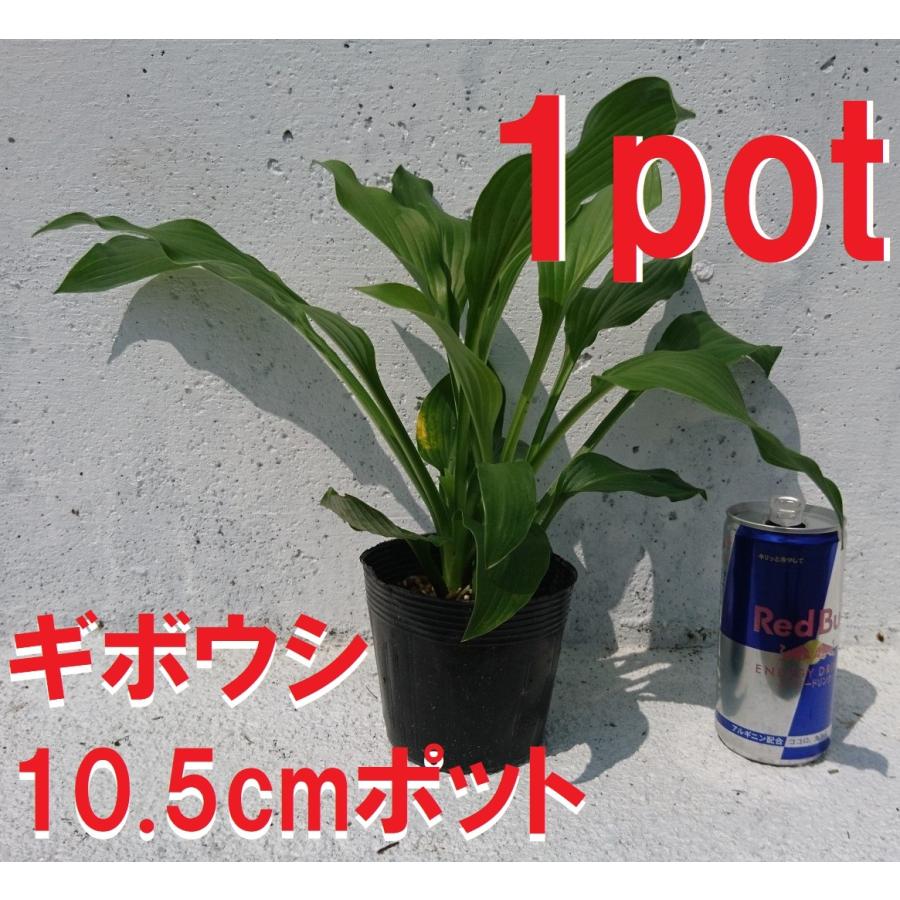 ギボウシ 10 5ｃｍポット 1ポット ホスタ 一般的な品種 Hosta 緑葉 シェードガーデンに 苗 Hosta Get Plants 通販 Yahoo ショッピング