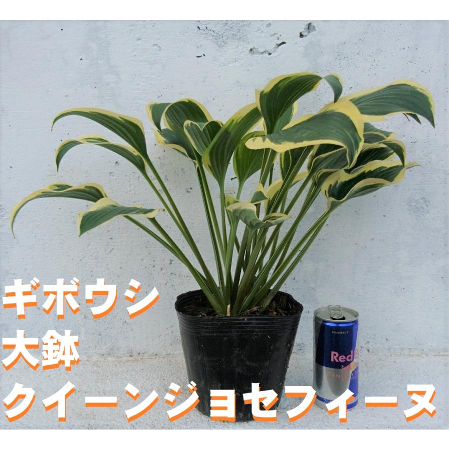 ギボウシ クイーンジョセフィーヌ 大きな15ｃｍポット入り 大株 ホスタ Hosta 照り葉が美しい シェードガーデンに 苗 Hosta Qj Get Plants 通販 Yahoo ショッピング