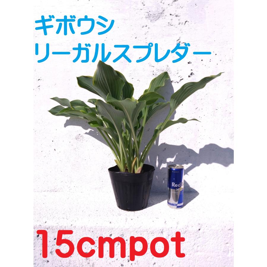 ギボウシ リーガルスプレンダー 大きな15cmポット入り 大株 ホスタ