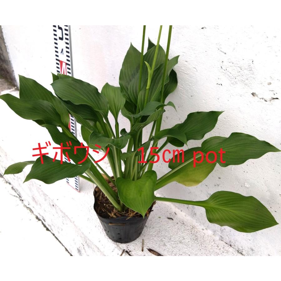ギボウシ 【15cmポット】 1ポット 大鉢 ホスタ 一般的な品種 hosta