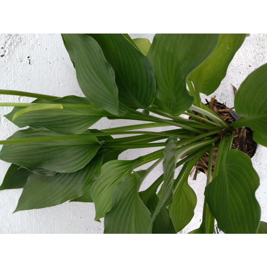 ギボウシ 【15cmポット】 1ポット 大鉢 ホスタ 一般的な品種 hosta