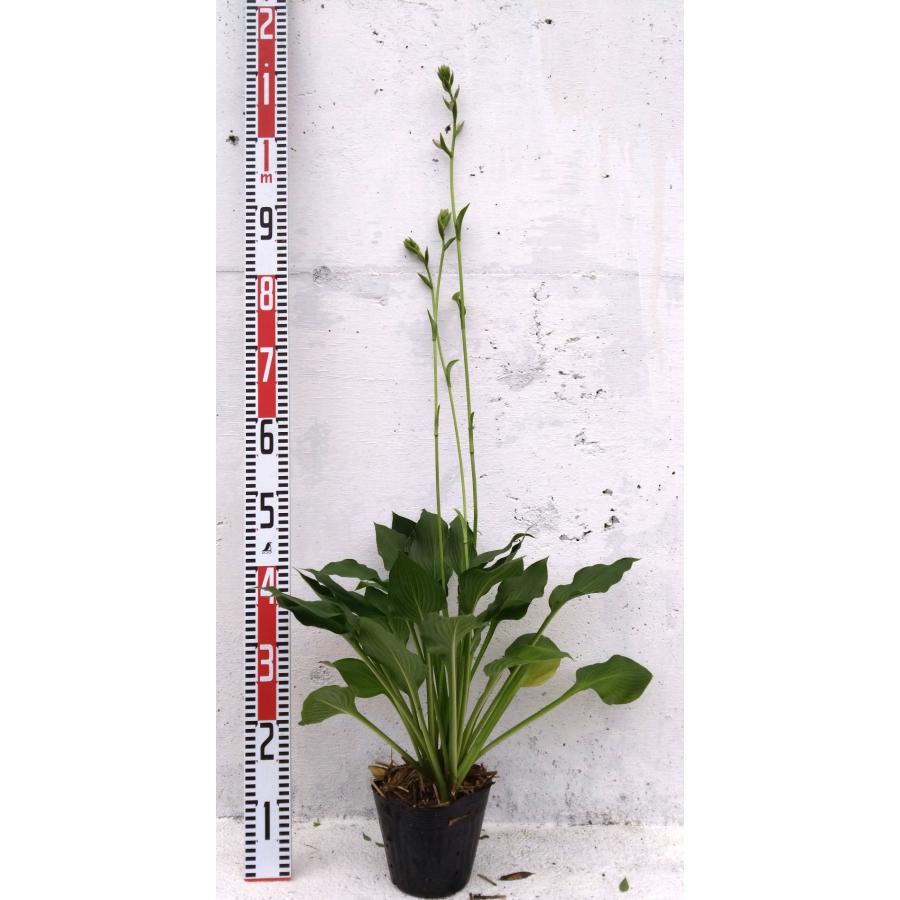 ギボウシ 【15cmポット】 1ポット 大鉢 ホスタ 一般的な品種 hosta