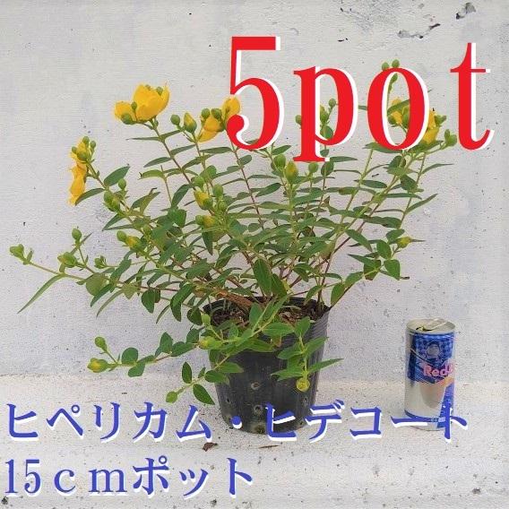 1590円 かわいい新作 ヒペリカム ヒデコート 15cmポット 5ポットセット 黄色い お花 垣根 生垣 生け垣 花付きがよく 強くて 育てやすい 苗