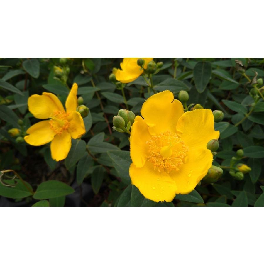 1590円 かわいい新作 ヒペリカム ヒデコート 15cmポット 5ポットセット 黄色い お花 垣根 生垣 生け垣 花付きがよく 強くて 育てやすい 苗