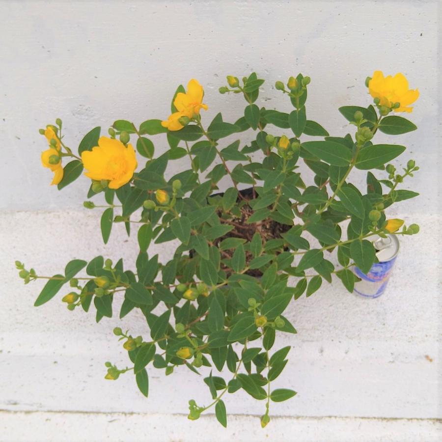 ヒペリカム ヒデコート 8本セット 15cmポット 植木 樹高0 4m前後 苗 苗木 送料無料 沸騰ブラドン 樹高0 4m前後