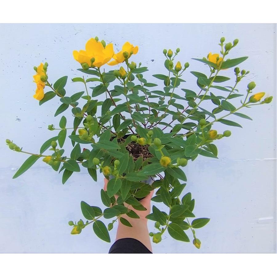 ヒペリカム ヒデコート 15cmポット 1ポット 黄色い お花 垣根 生垣 生け垣 花付きがよく 強くて 育てやすい 苗 Hyhide1 Get Plants 通販 Yahoo ショッピング