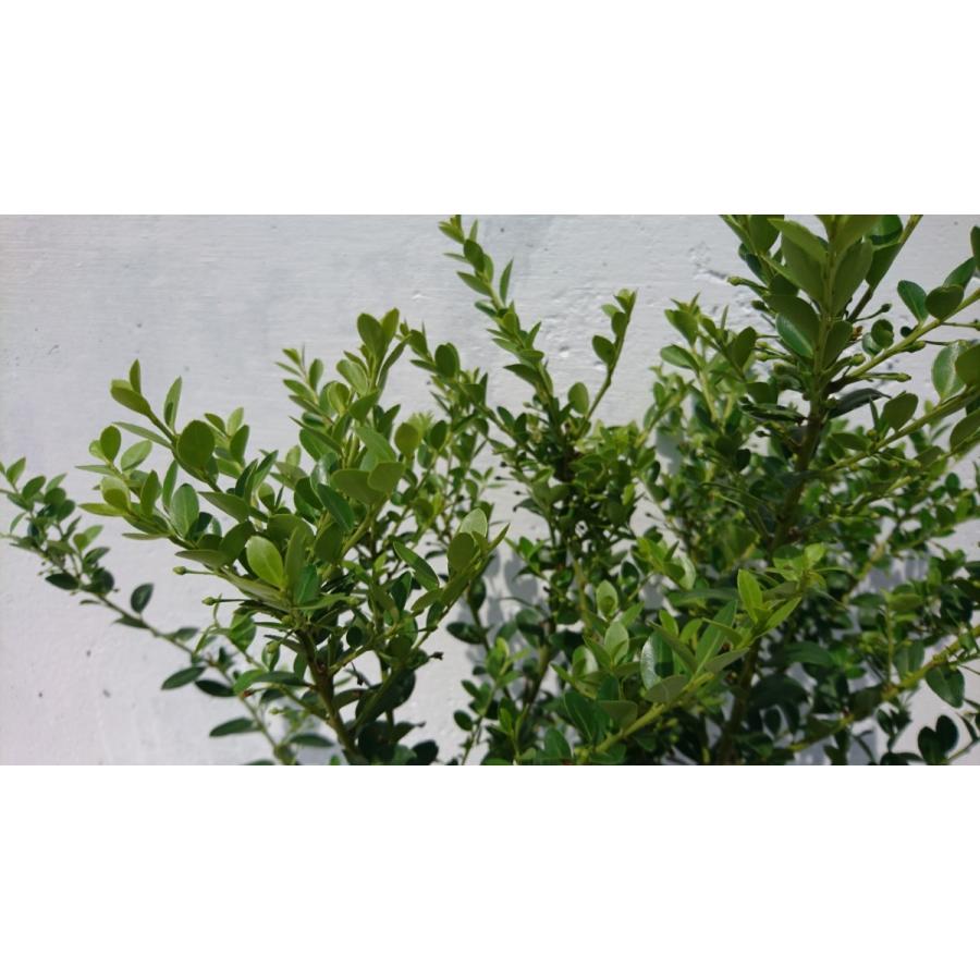 イヌツゲ　20ポットセット　生垣　寄せ植え　トピアリー　刈り込みに強い　犬黄楊　玉散らし　日本庭園　洋風のお庭にも　苗 