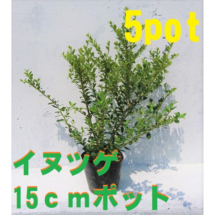 イヌツゲ 5ポットセット 生垣 寄せ植え トピアリー 刈り込みに強い 犬黄楊 玉散らし 日本庭園 洋風のお庭にも 苗 Inutuge5 Get Plants 通販 Yahoo ショッピング