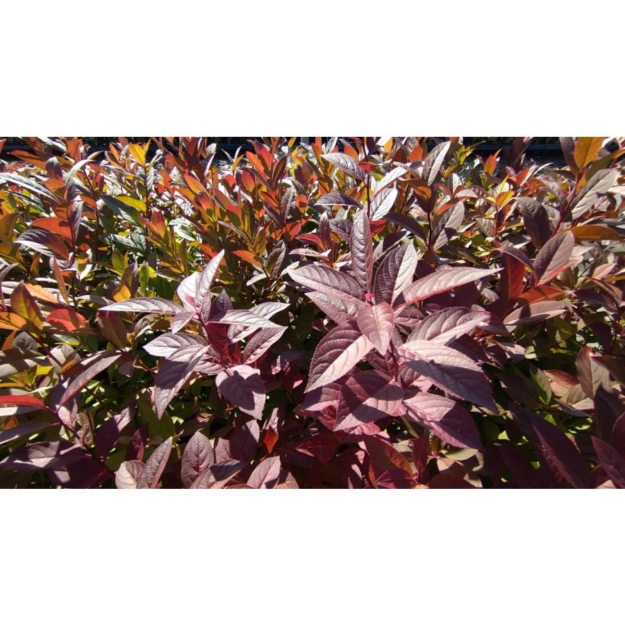 コバノズイナ アメリカズイナ 小葉の髄菜 庭木 盆栽 生け花に 初夏に白い花が咲く 紅葉が綺麗 ほのかな甘い香り 苗 Kobanozuina Get Plants 通販 Yahoo ショッピング