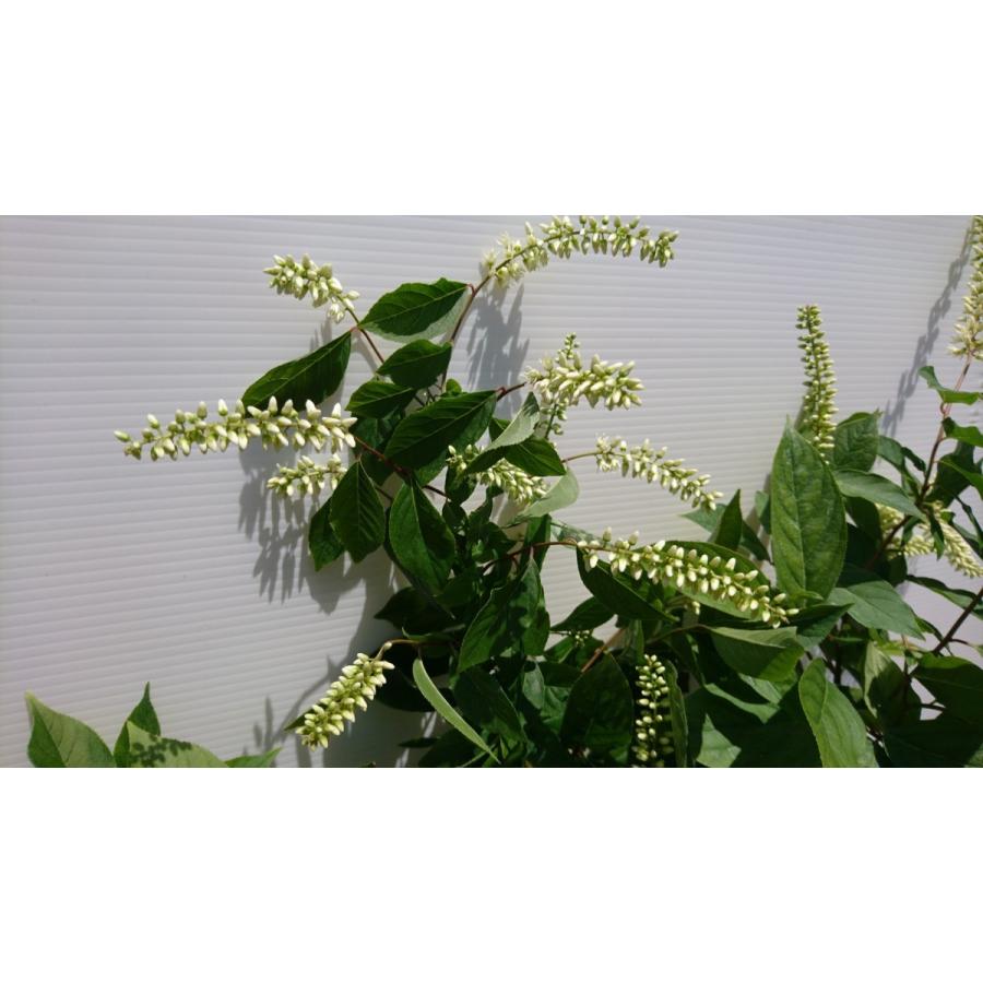 コバノズイナ アメリカズイナ 小葉の髄菜 庭木 盆栽 生け花に 初夏に白い花が咲く 紅葉が綺麗 ほのかな甘い香り 苗 Kobanozuina Get Plants 通販 Yahoo ショッピング