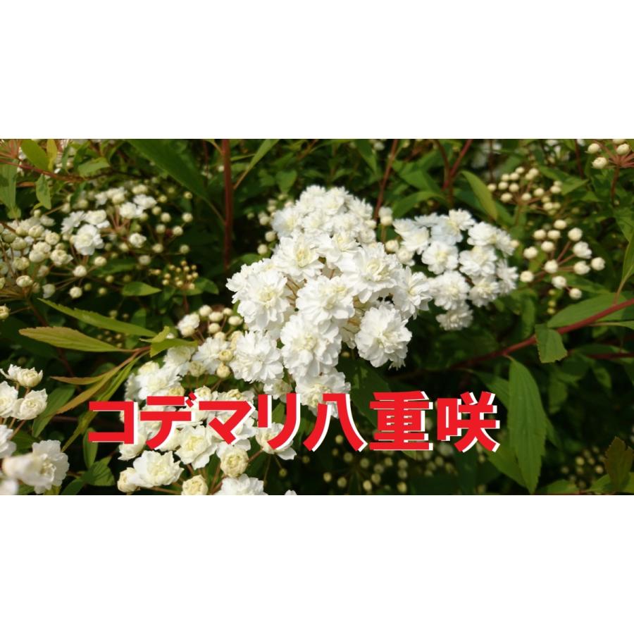 コデマリ 八重咲き 1ポット 珍しい八重咲き 鉢植え 小手毬 苗 ガーデニング 寄せ植え Kodemariyae Get Plants 通販 Yahoo ショッピング
