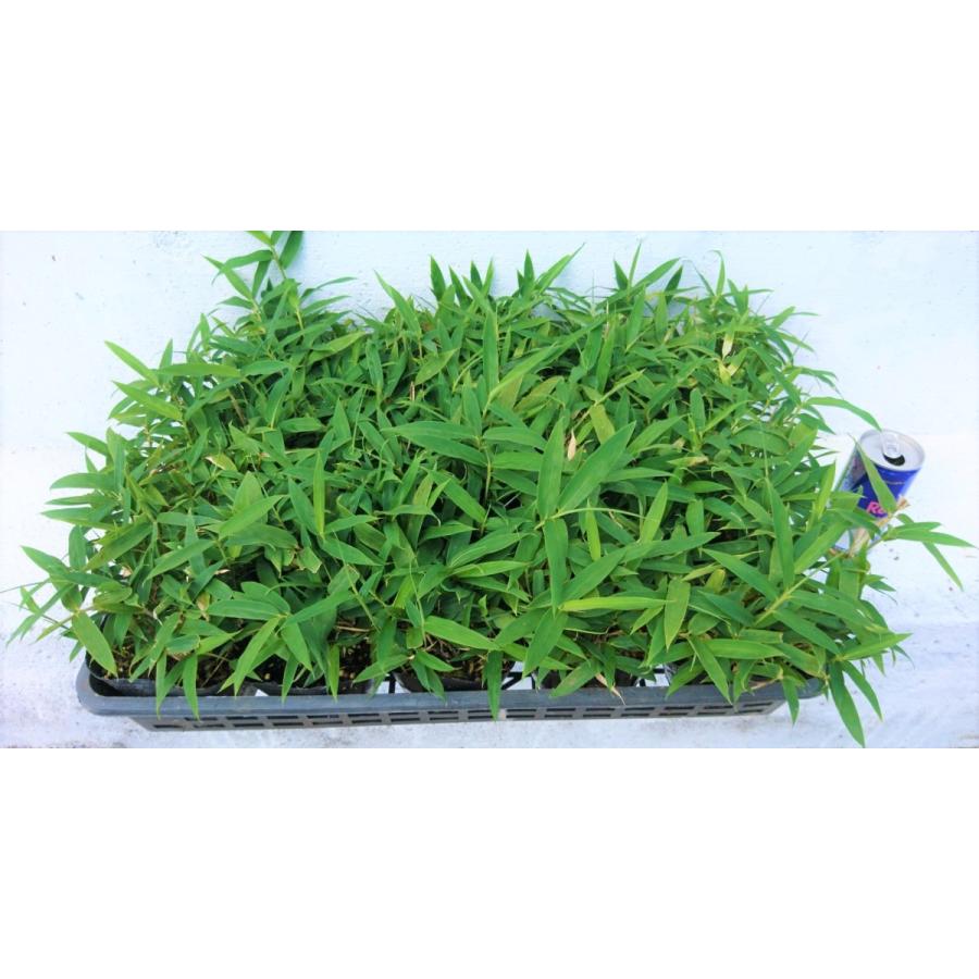 コグマザサ 1ポット 小熊笹 笹 和風のお庭に 苗 レビューを書いて特典get Kogumazasa1 Get Plants 通販 Yahoo ショッピング