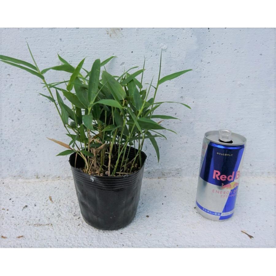 コグマザサ 1ポット 小熊笹 笹 和風のお庭に 苗 門松 お正月 寄せ植え