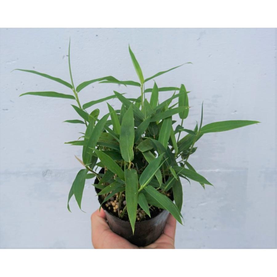 コグマザサ 1ポット 小熊笹 笹 和風のお庭に 苗 門松 お正月 寄せ植え