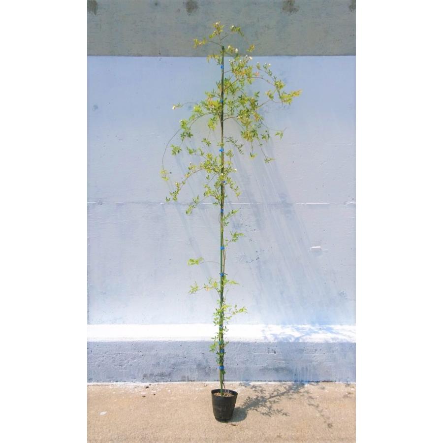 正規激安 モッコウバラ 白花 八重咲 鉢底より長さ150ｃｍ前後 苗 つる性植物 薔薇 バラ 長尺物 トレリス フェンス アーチ パーゴラ 支柱に絡ませよう Wantannas Go Id