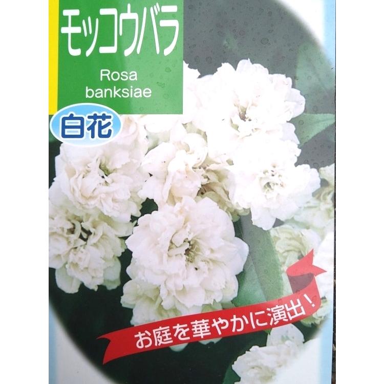 モッコウバラ　白花　八重咲　鉢底より長さ150ｃｍ前後　苗  つる性植物　薔薇　バラ　長尺物　トレリス　フェンス　アーチ 　パーゴラ　支柱に絡ませよう　｜keiaien｜05