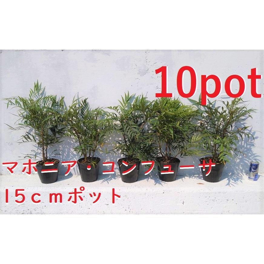 マホニア コンフューサ【15cmpot】10ポットセット 細葉柊南天 ホソバ