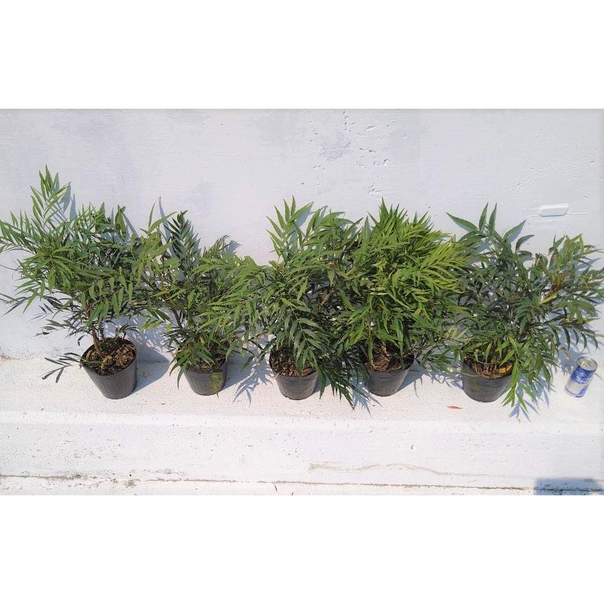 マホニア コンフューサ【15cmpot】10ポットセット 細葉柊南天 ホソバ