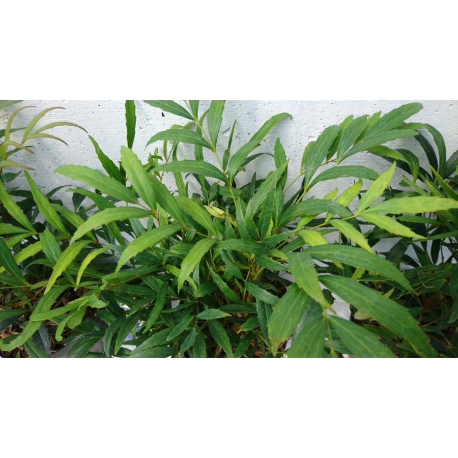 マホニア コンフューサ【15cmpot】10ポットセット 細葉柊南天 ホソバ