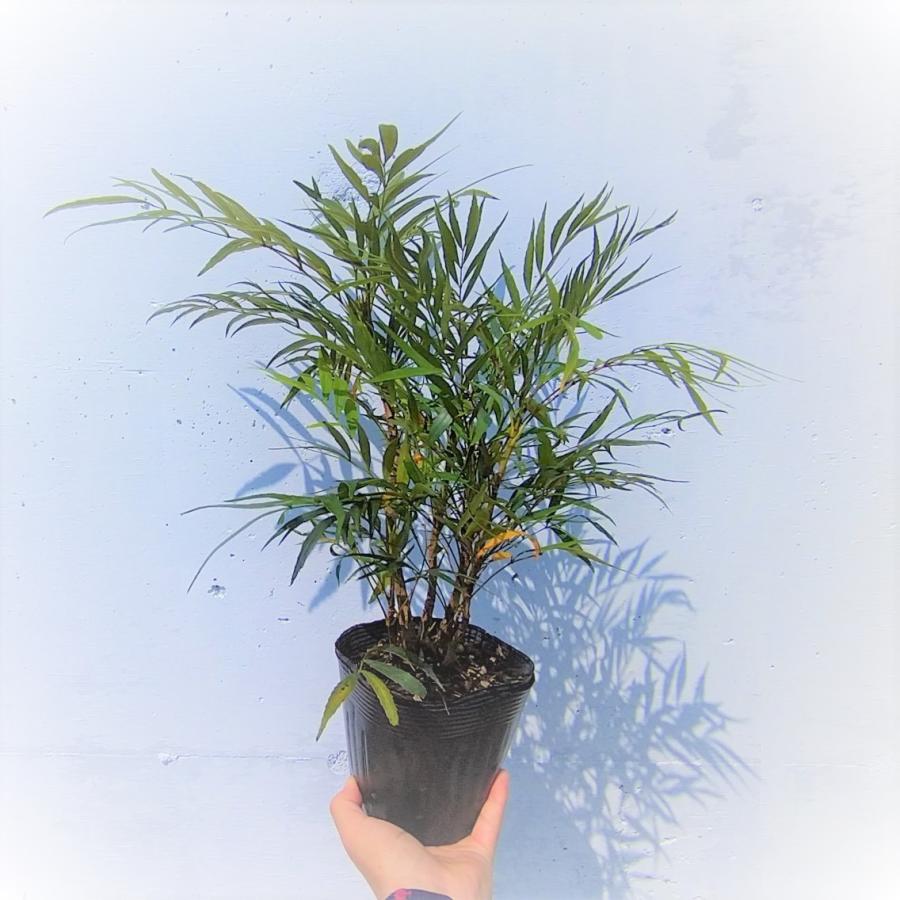 マホニア コンフューサ【15cmpot】10ポットセット 細葉柊南天 ホソバ