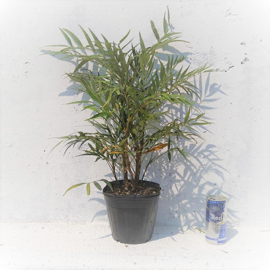 マホニア コンフューサ【15cmpot】10ポットセット 細葉柊南天 ホソバ