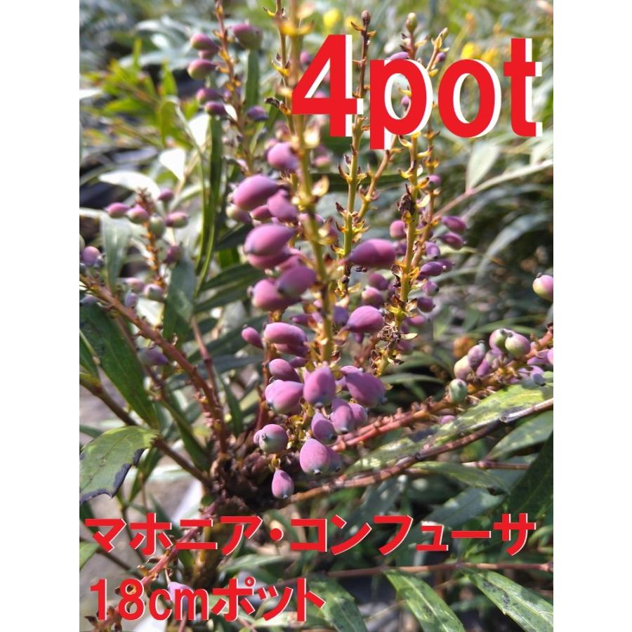 マホニア コンフューサ 大鉢【18cmpot】4ポットセット 細葉柊南天