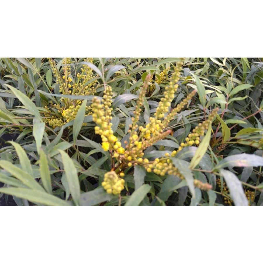 マホニア コンフューサ 大鉢【18cmpot】4ポットセット 細葉柊南天