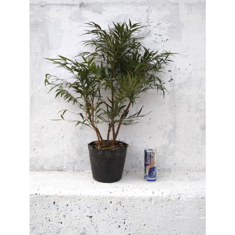 マホニア コンフューサ 大鉢【18cmpot】4ポットセット 細葉柊南天