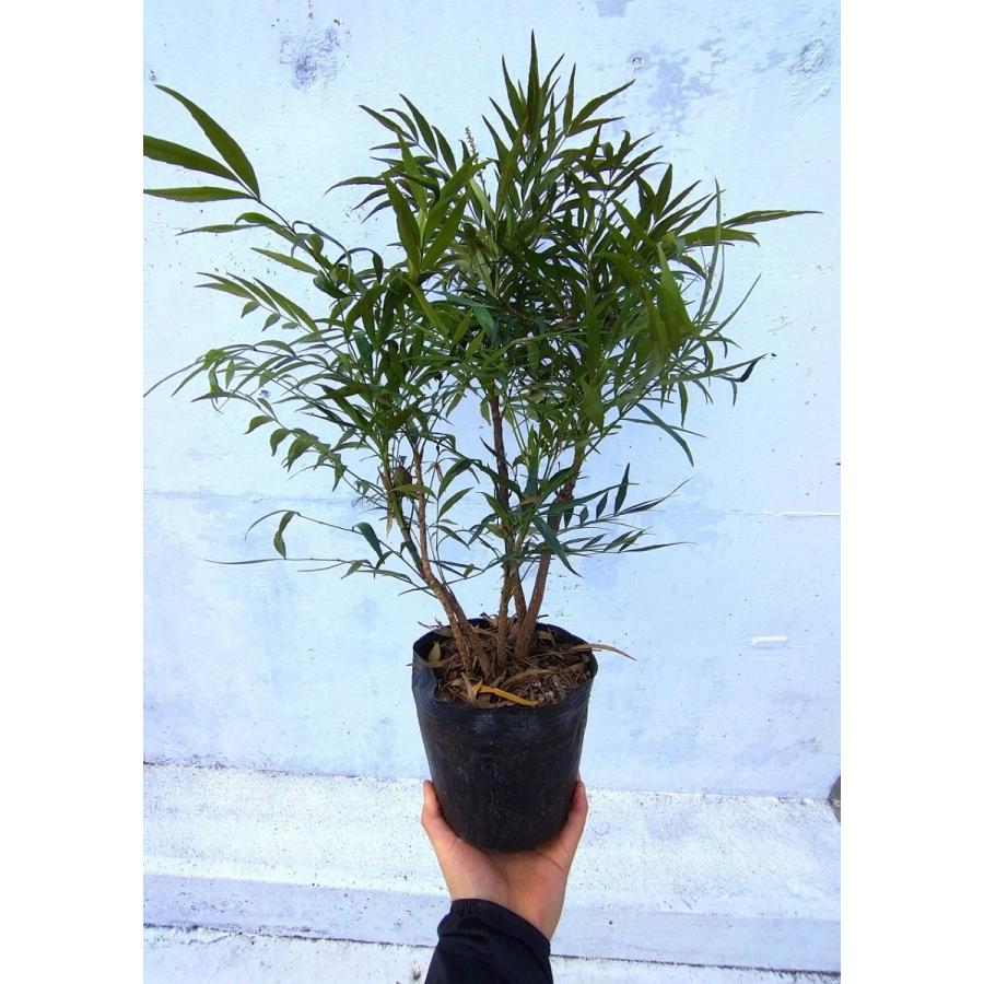 マホニア コンフューサ 大鉢【18cmpot】4ポットセット 細葉柊南天