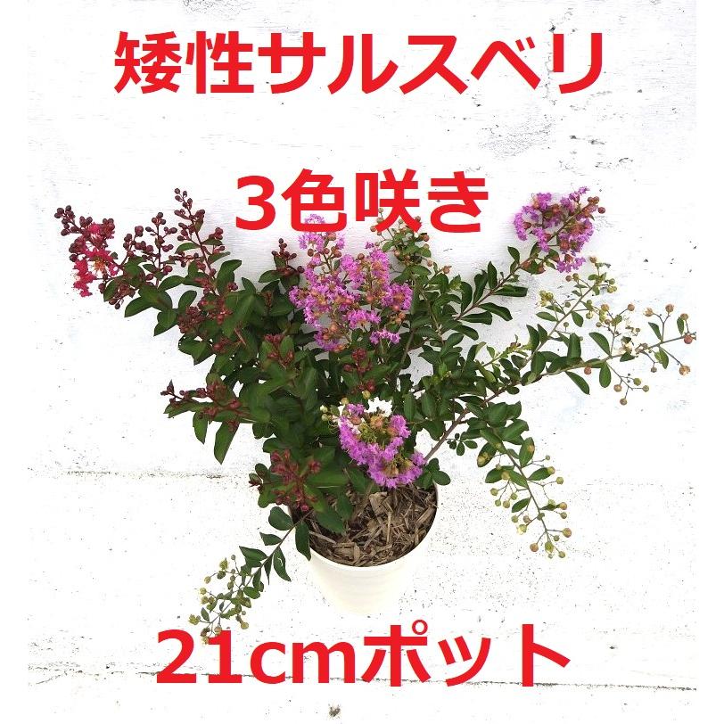 ワイセイ サルスベリ 赤・白・紫 三色 ミックス 1ポット 成長が ワイセイ サルスベリ 赤・白・紫 三色 ミックス 1ポット 成長が
