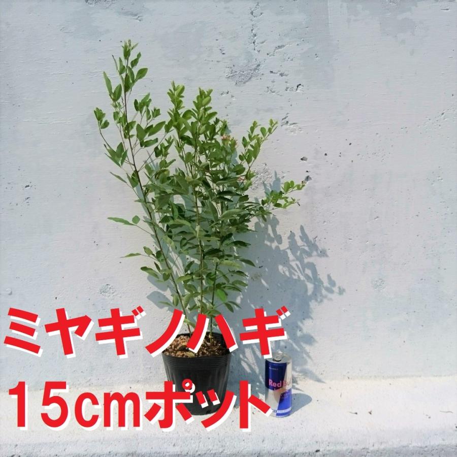 ミヤギノハギ 宮城野萩 1ポット 大きな鉢 15cmポット ハギ 萩 紫花が