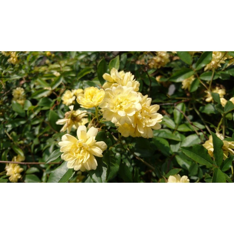 モッコウバラ 黄花 八重咲 鉢底より長さ150ｃｍ前後 苗 つる性植物 薔薇 バラ 長尺物 トレリス フェンス アーチ パーゴラ 支柱に絡ませよう Mokkoubara Y Get Plants 通販 Yahoo ショッピング