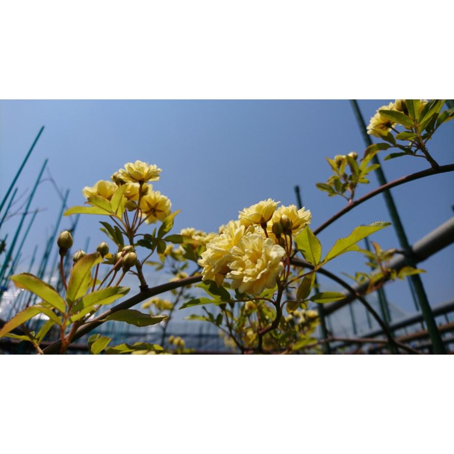 モッコウバラ 黄花 八重咲 鉢底より長さ150ｃｍ前後 苗 つる性植物 薔薇 バラ 長尺物 トレリス フェンス アーチ パーゴラ 支柱に絡ませよう Mokkoubara Y Get Plants 通販 Yahoo ショッピング