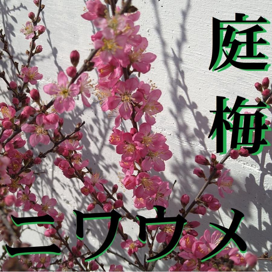 ニワウメ 桃花 1ポット 庭梅 ピンクのお花 赤い実 苗 落葉樹 Niwaume Get Plants 通販 Yahoo ショッピング