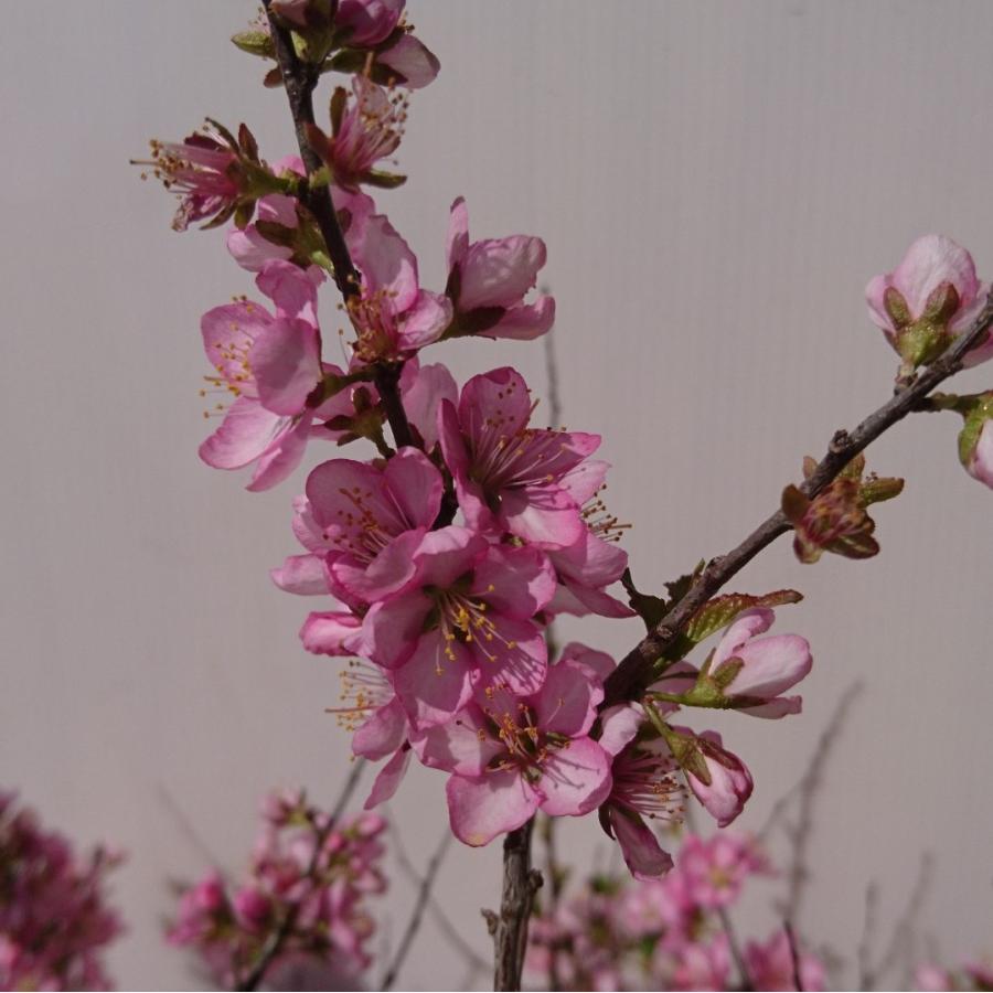 ニワウメ 桃花 1ポット 庭梅 ピンクのお花 赤い実 苗 落葉樹 Niwaume Get Plants 通販 Yahoo ショッピング