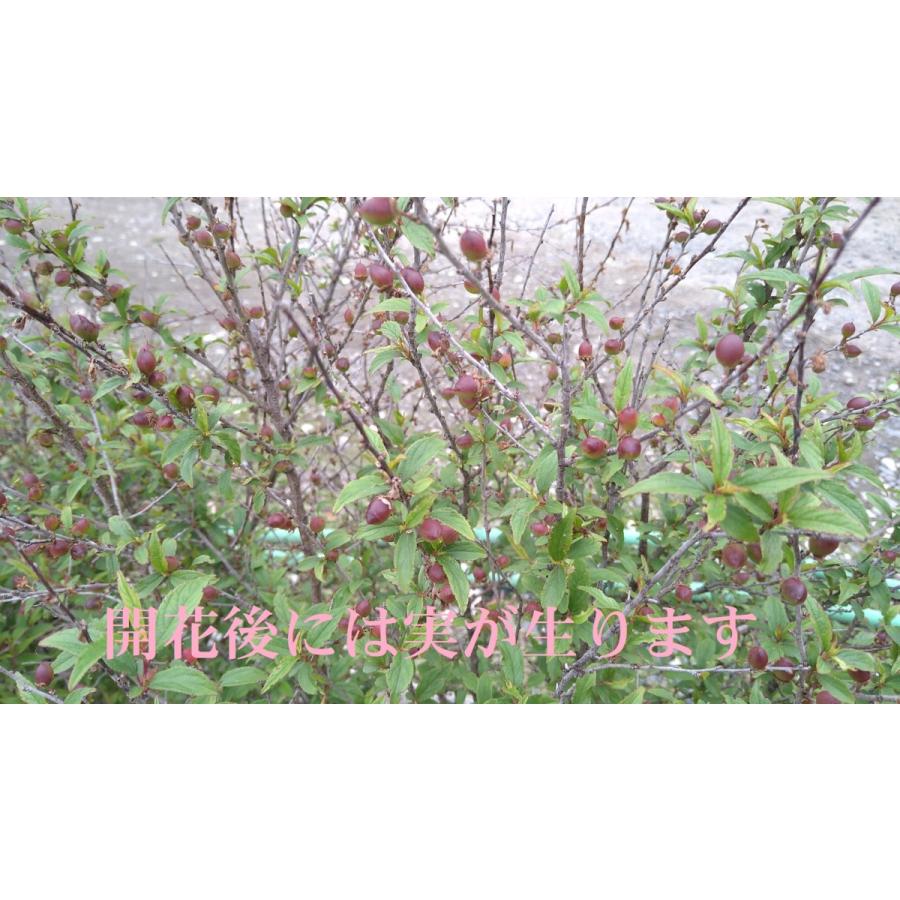 ニワウメ 桃花 1ポット 庭梅 ピンクのお花 赤い実 苗 落葉樹 Niwaume Get Plants 通販 Yahoo ショッピング