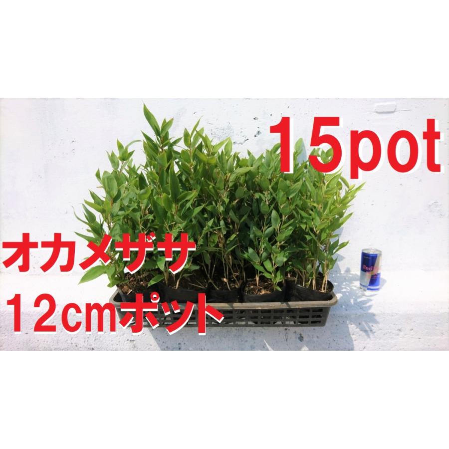 オカメザサ 15ポットセット 刈込に強い オカメ笹 阿亀笹 笹 生垣 ボーダーラインに 苗 Okamezasa Get Plants 通販 Yahoo ショッピング