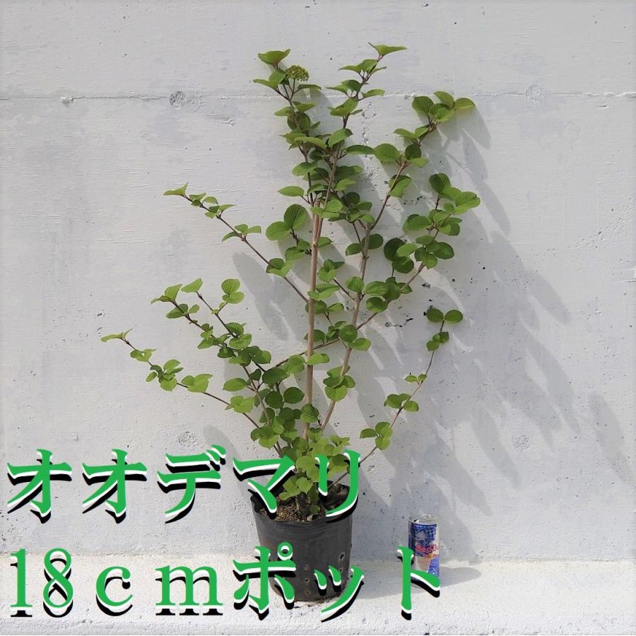 オオデマリ 1ポット 大手毬 アジサイのような白い花 苗 Oodemari Get Plants 通販 Yahoo ショッピング