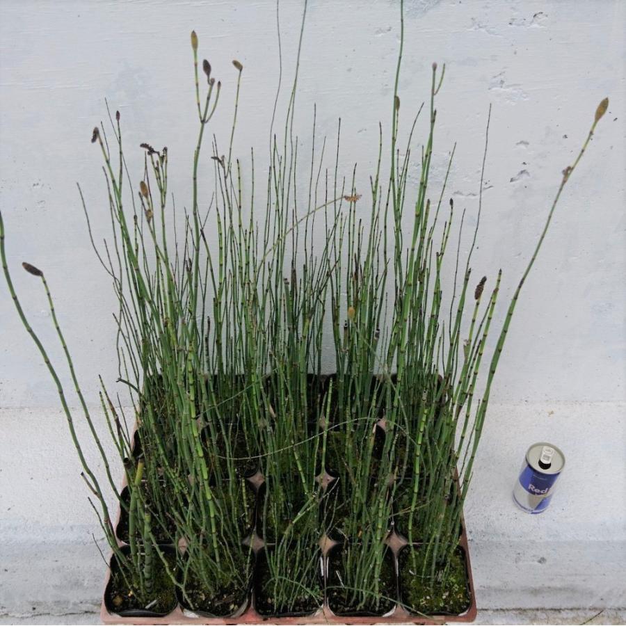 オオトクサ 20ポットセット 【10.5cmポット】大木賊 和風庭園 強健で