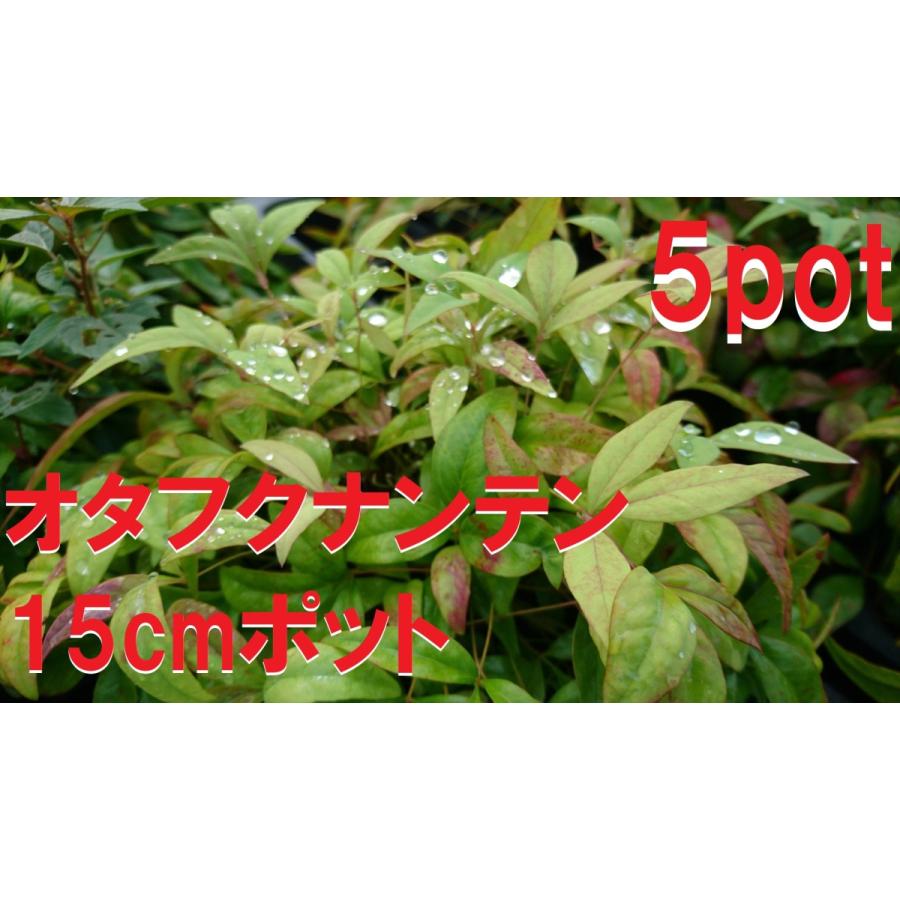 オタフクナンテン ５ポットセット お多福南天 赤い葉 フクナンテン 福南天 四季折々に変色