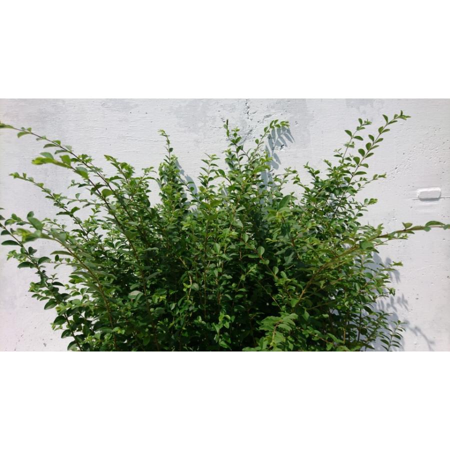 プリペット 10ポットセット 鮮やかな緑葉 15ｃｍポット 生垣の定番樹種 苗 西洋イボタ Puripetto10 Get Plants 通販 Yahoo ショッピング