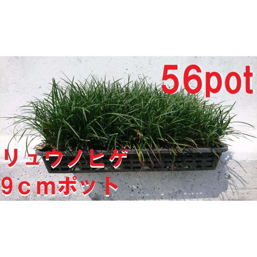 リュウノヒゲ 56ポットセット 竜の髭 ジャノヒゲ 扱いやすい9cm