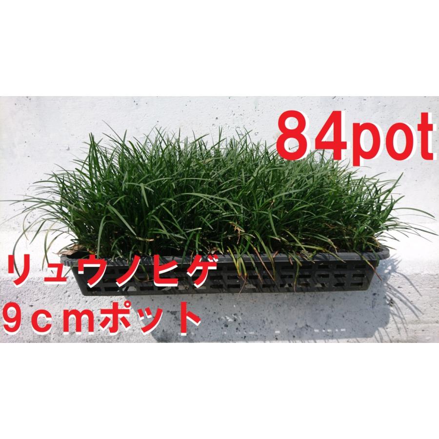 リュウノヒゲ 84ポットセット 竜の髭 ジャノヒゲ 扱いやすい9ｃｍポット 苗 レビューを書いて特典get Ryuunohige84 Get Plants 通販 Yahoo ショッピング