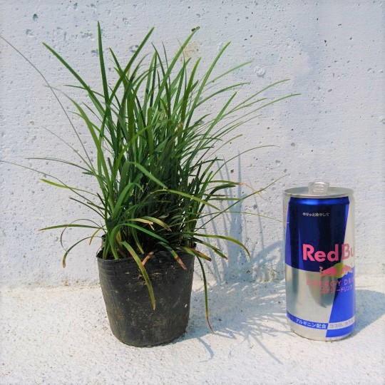 リュウノヒゲ 24ポットセット 竜の髭 ジャノヒゲ 扱いやすい9cm